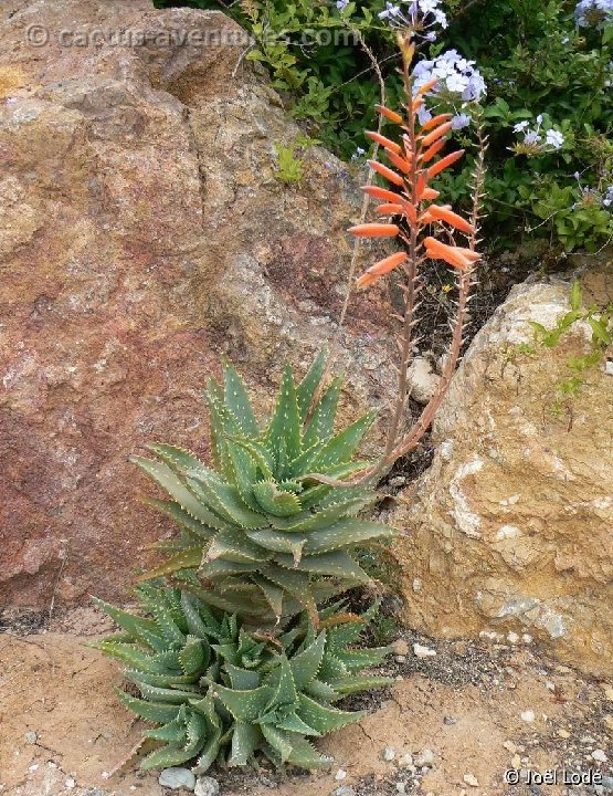 Aloe mubendiensis P1030314